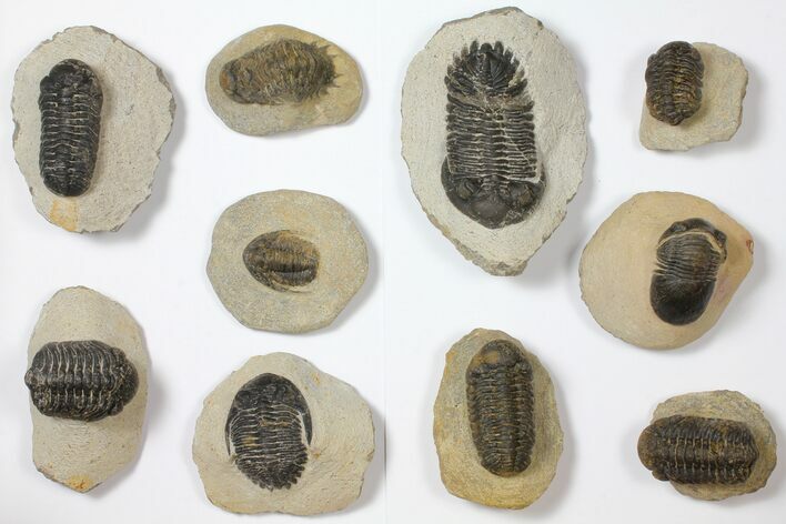 Lot: Assorted Devonian Trilobites - Pieces #119932